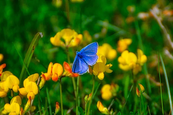 Closeup Common Blue Butterfly Perched Yellow Flower — Stock Photo, Image