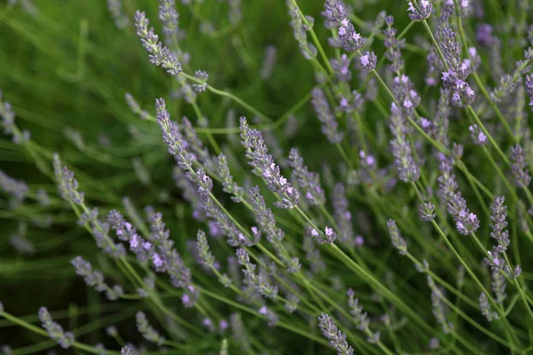 Ein Selektiver Fokusschuss Lila Aromatischer Lavendelblüten Auf Einem Feld — Stockfoto