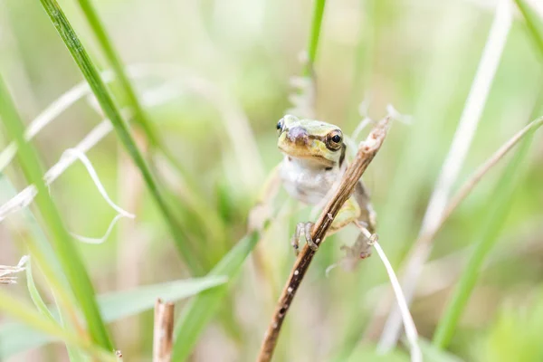 Gros Plan Une Petite Grenouille Sur Herbe — Photo