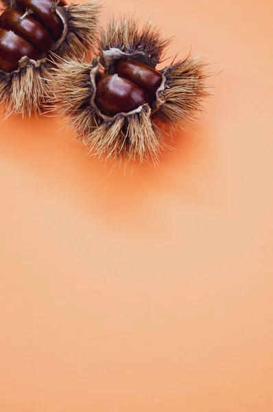 オレンジを背景に殻の中に甘い栗の垂直クローズアップショット — ストック写真