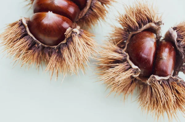 Primo Piano Castagne Dolci Guscio Sfondo Bianco — Foto Stock