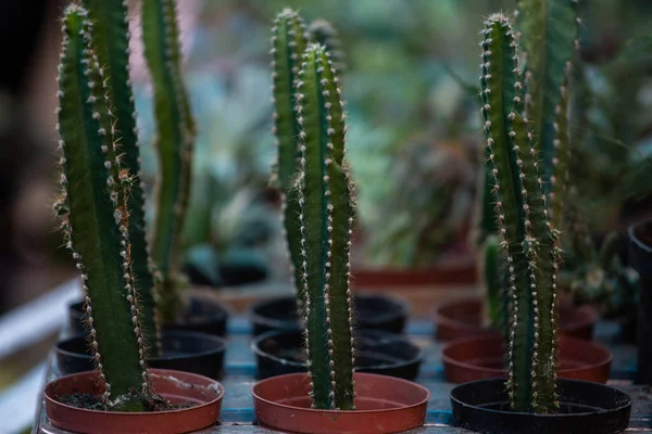 Gros Plan Fines Euphorbes Vertes Dans Des Pots Fleurs — Photo