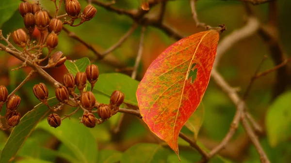 Primer Plano Una Hoja Naranja Una Rama — Foto de Stock