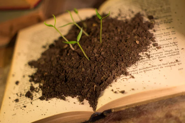 Ujęcie Bliska Sadzonek Rosnących Gleby Otwartej Książce — Zdjęcie stockowe