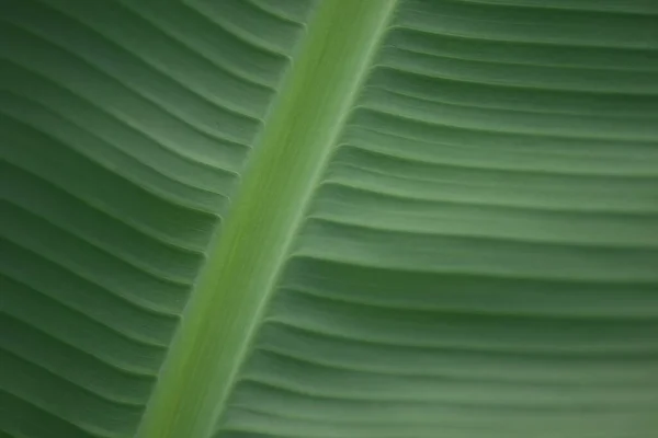 Närbild Bild Detaljerad Grön Bladstruktur — Stockfoto