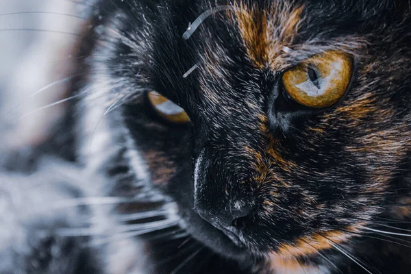 Primer Plano Lindo Gato Tortuga Con Una Mirada Curiosa — Foto de Stock