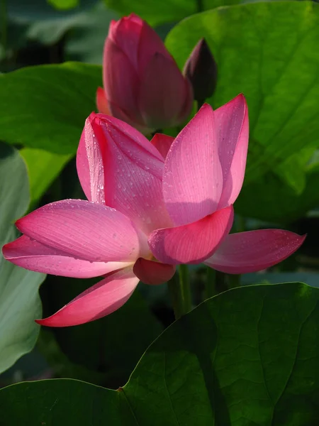 Vertikal Närbild Skott Lotus Blommor Dammen — Stockfoto
