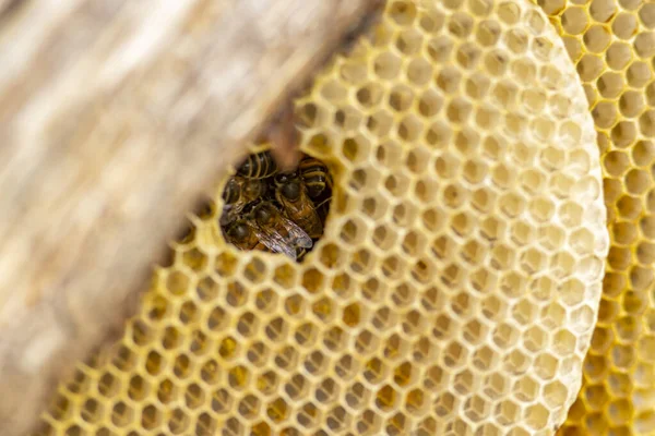 Pequeno Buraco Favo Mel Através Qual Você Pode Ver Par — Fotografia de Stock