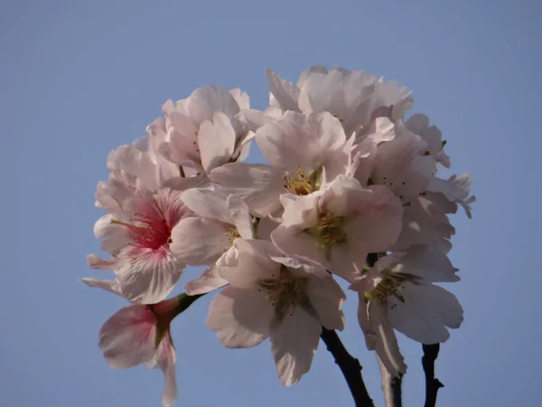 Primo Piano Fiori Ciliegio Fiore Sotto Cielo Blu — Foto Stock