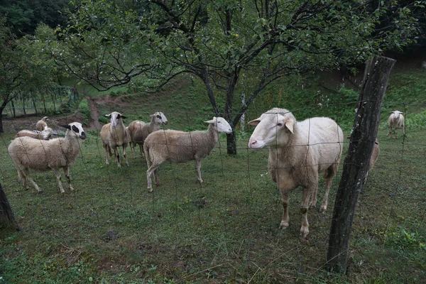 Uma Manada Ovelhas Brancas Pastam Pasto Cercado — Fotografia de Stock