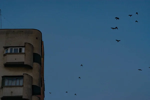 Πουλιά Που Πετούν Κοντά Ένα Κτίριο Κάτω Από Τον Καθαρό — Φωτογραφία Αρχείου