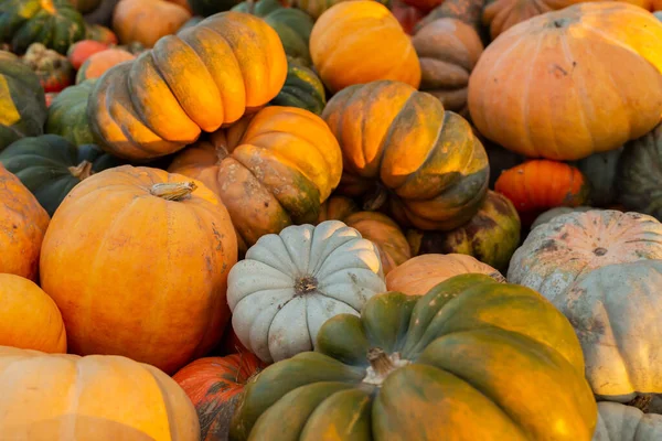 Gros Plan Des Variétés Citrouilles — Photo