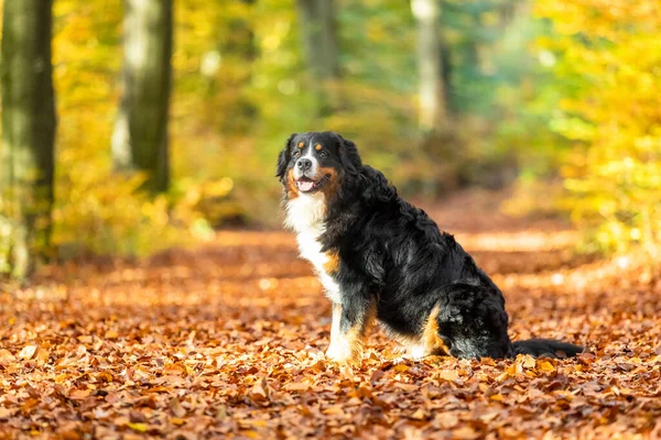 Nahaufnahme Eines Süßen Berner Sennenhundes Herbst — Stockfoto