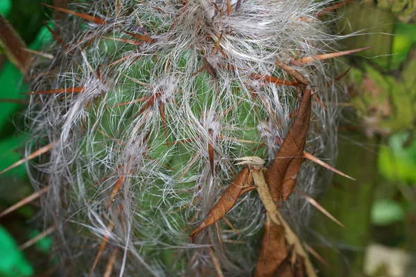 Primer Plano Cactus Cubierto Pelo Hojas — Foto de Stock