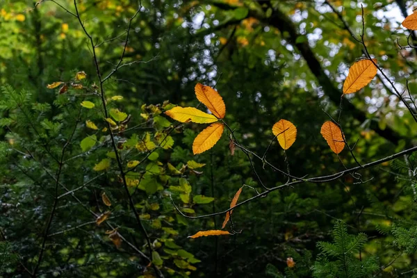 Detailní Záběr Žlutých Mokrých Květin Podzim — Stock fotografie