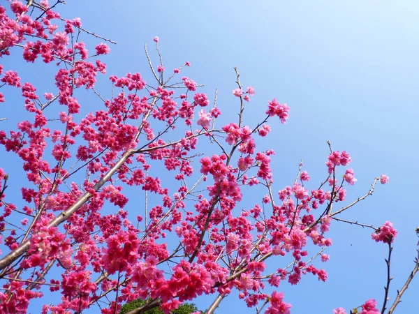 Tiro Ángulo Bajo Flores Color Rosa Brillante Las Ramas Los — Foto de Stock