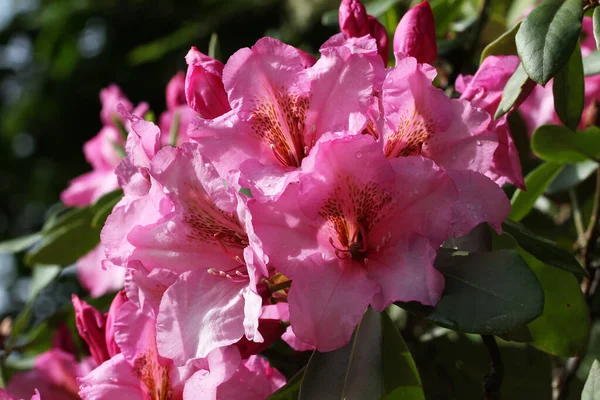 Closeup Shot Blooming Pink Flowers Greenery — Stock Photo, Image