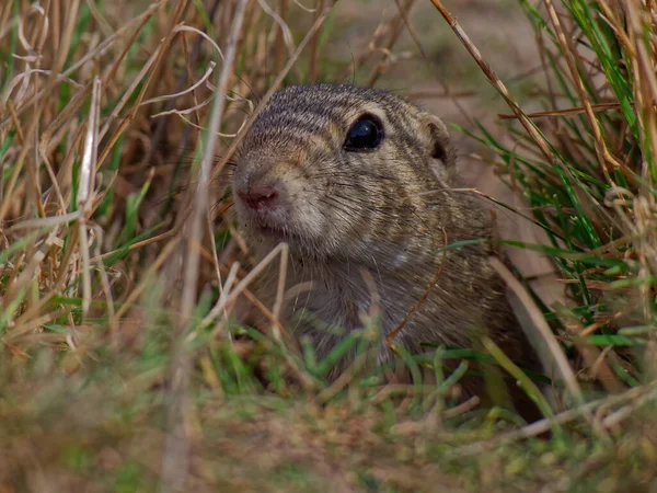 Gopher Closeup Rastejando Grama — Fotografia de Stock