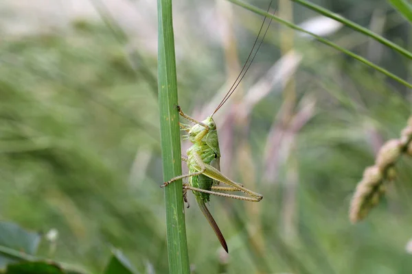 Selective Focus Shot Green Grasshopper Grass Stem Blurred Background — Stock Photo, Image