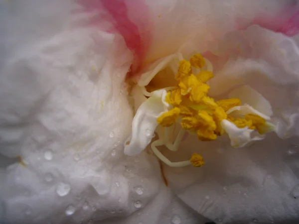 Closeup Shot White Camellia Rose — Stock Photo, Image