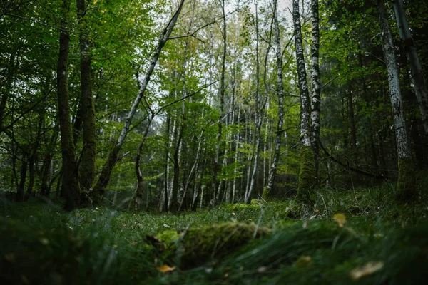 Paesaggio Alberi Sulla Foresta — Foto Stock