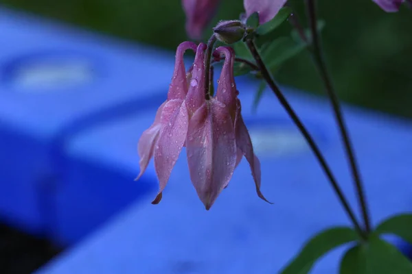 Een Macro Shot Van Een Aquilegia Bloem Knop Een Wazige — Stockfoto