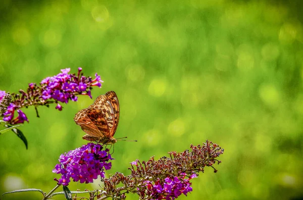 Tiro Close Uma Bela Borboleta Uma Flor Lilás Fundo Borrado — Fotografia de Stock