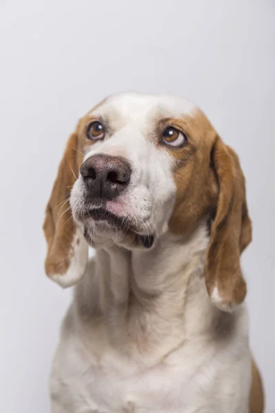白い背景に大きな耳と茶色の目を持つ白と茶色の犬のクローズアップショット — ストック写真