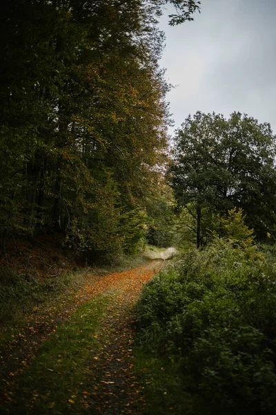 Vertikální Záběr Pěšiny Spolu Stromy Rostlinami Lese — Stock fotografie