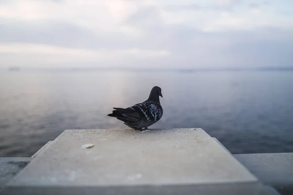 Liten Duva Placerad Pelare Nära Havet Andalusien Spanien — Stockfoto