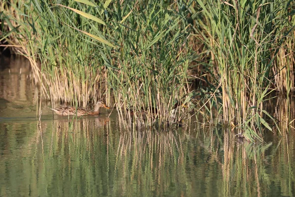 Sazlıkların Arasında Yüzen Yaban Ördekleri — Stok fotoğraf