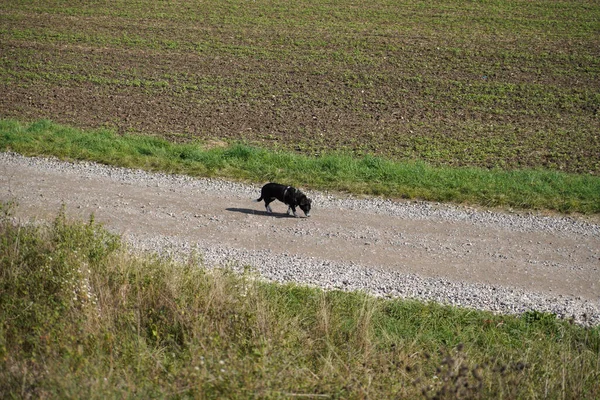 Чарівний Чорний Собака Йде Скелястій Стежці — стокове фото