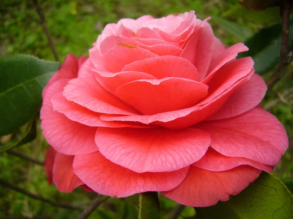 Een Close Shot Van Roze Camellia Roos — Stockfoto