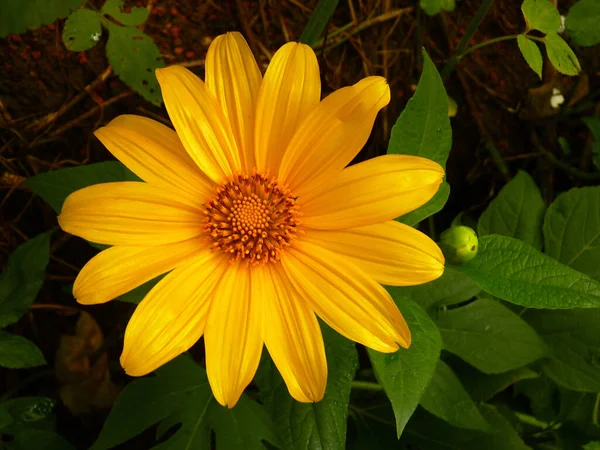 黄色の庭のコスモスのクローズアップショット — ストック写真