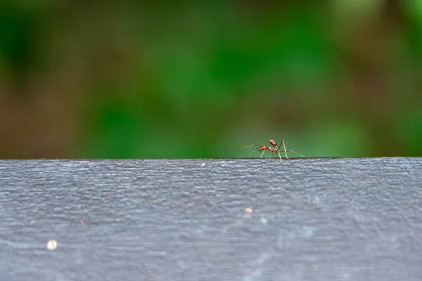 Gros Plan Une Fourmi Sur Une Surface Bois — Photo