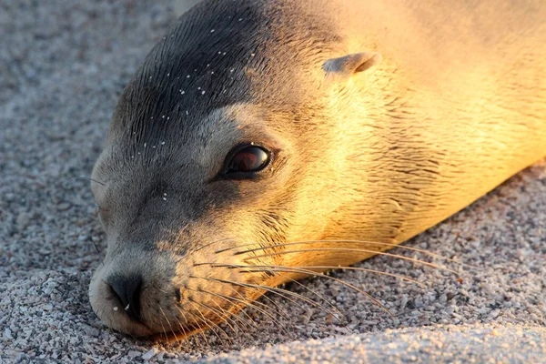 Closeup Shot Sea Lion Galapagos Islands — Stock Photo, Image