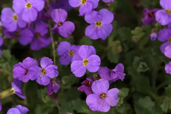 Bild Vackra Aubretia Blommor — Stockfoto