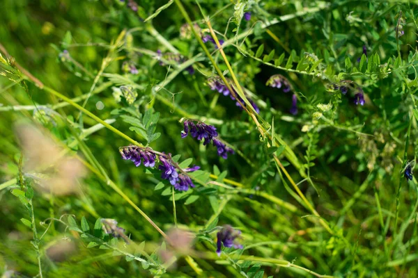 Gros Plan Fleurs Pois Sauvages Bleus Dans Champ — Photo