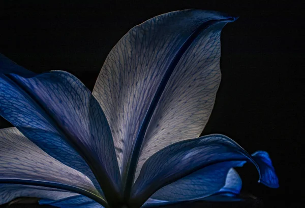 Closeup Shot Beautiful Lily Flower Bottom Detail Illuminated Blue Petals — Stock Photo, Image