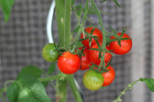 Plan Sélectif Tomates Poussant Dans Jardin — Photo