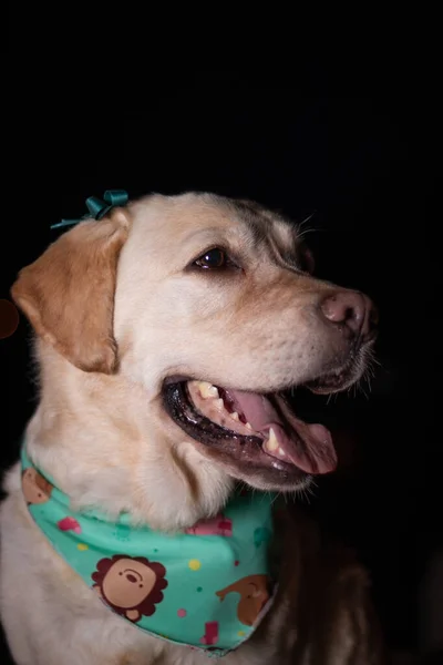 Retrato Cerca Del Perro Labrador Retriever Sobre Fondo Oscuro —  Fotos de Stock