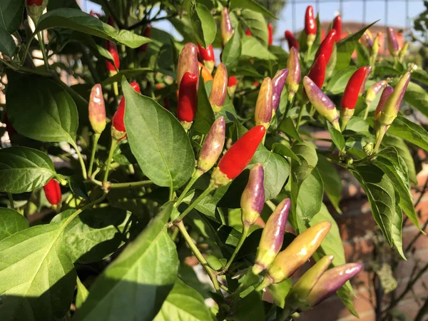 Close Coloridos Chilies Italianos Imaturos — Fotografia de Stock