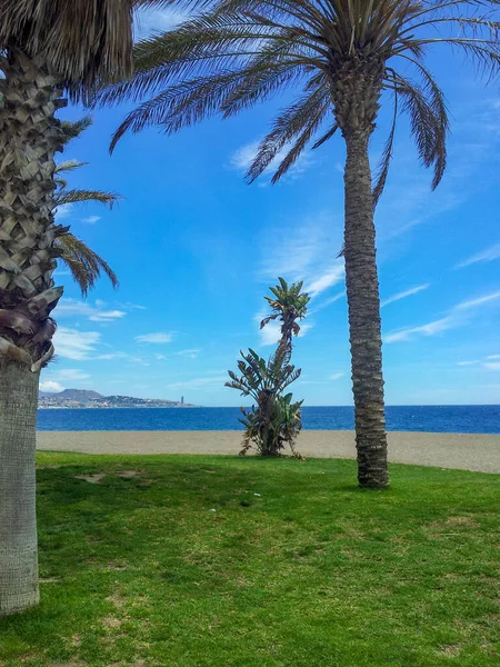 Vertical Shot Palm Trees Beach Malaga Spain — Stock Photo, Image