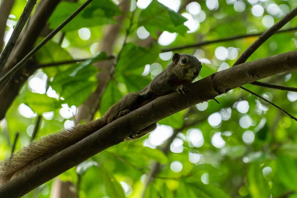 Una Ardilla Adorable Una Rama Árbol —  Fotos de Stock