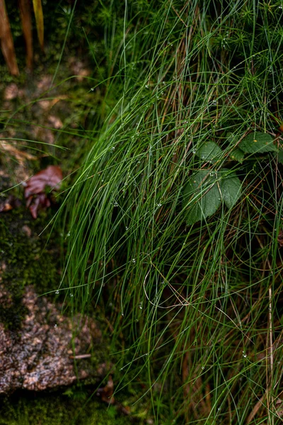 Plan Vertical Herbe Humide Près Cascade — Photo