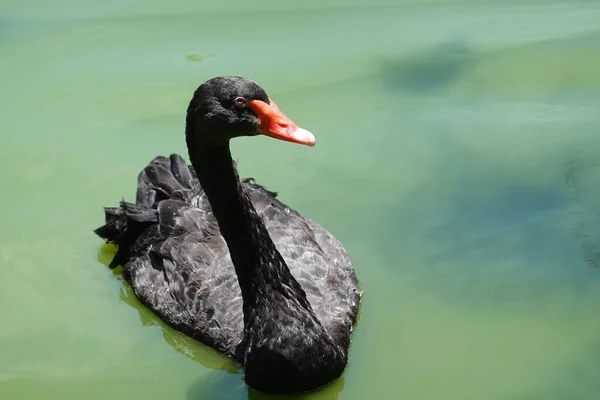 Primo Piano Cigno Nero — Foto Stock