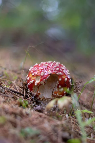 Vertikal Bild Växande Svamp Skogen — Stockfoto