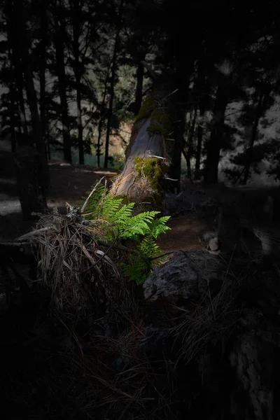 暗い森の中の苔むした丸太の垂直ショット — ストック写真