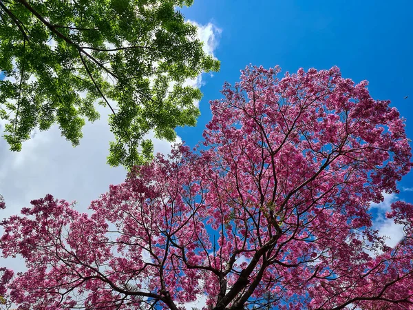 Низкоугольный Снимок Розового Цветка Зеленого Дерева — стоковое фото
