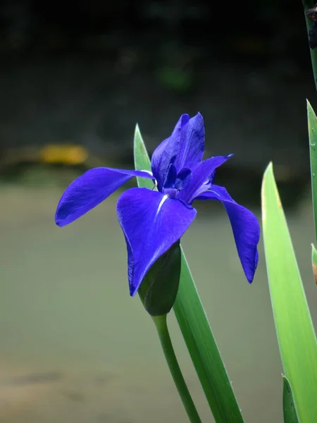 庭の美しい青い虹彩の花の垂直閉鎖ショット — ストック写真